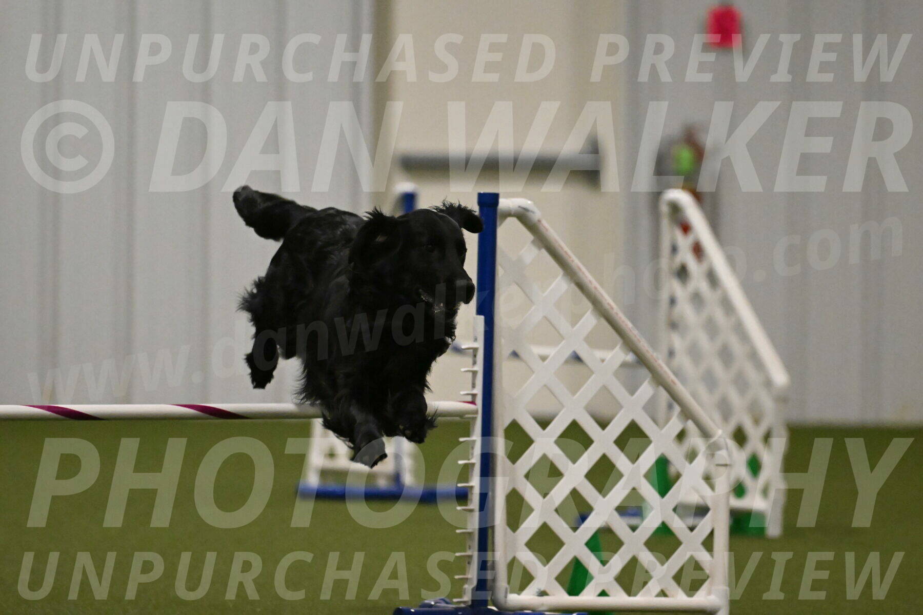 Kevin-Toni-Fern-10237