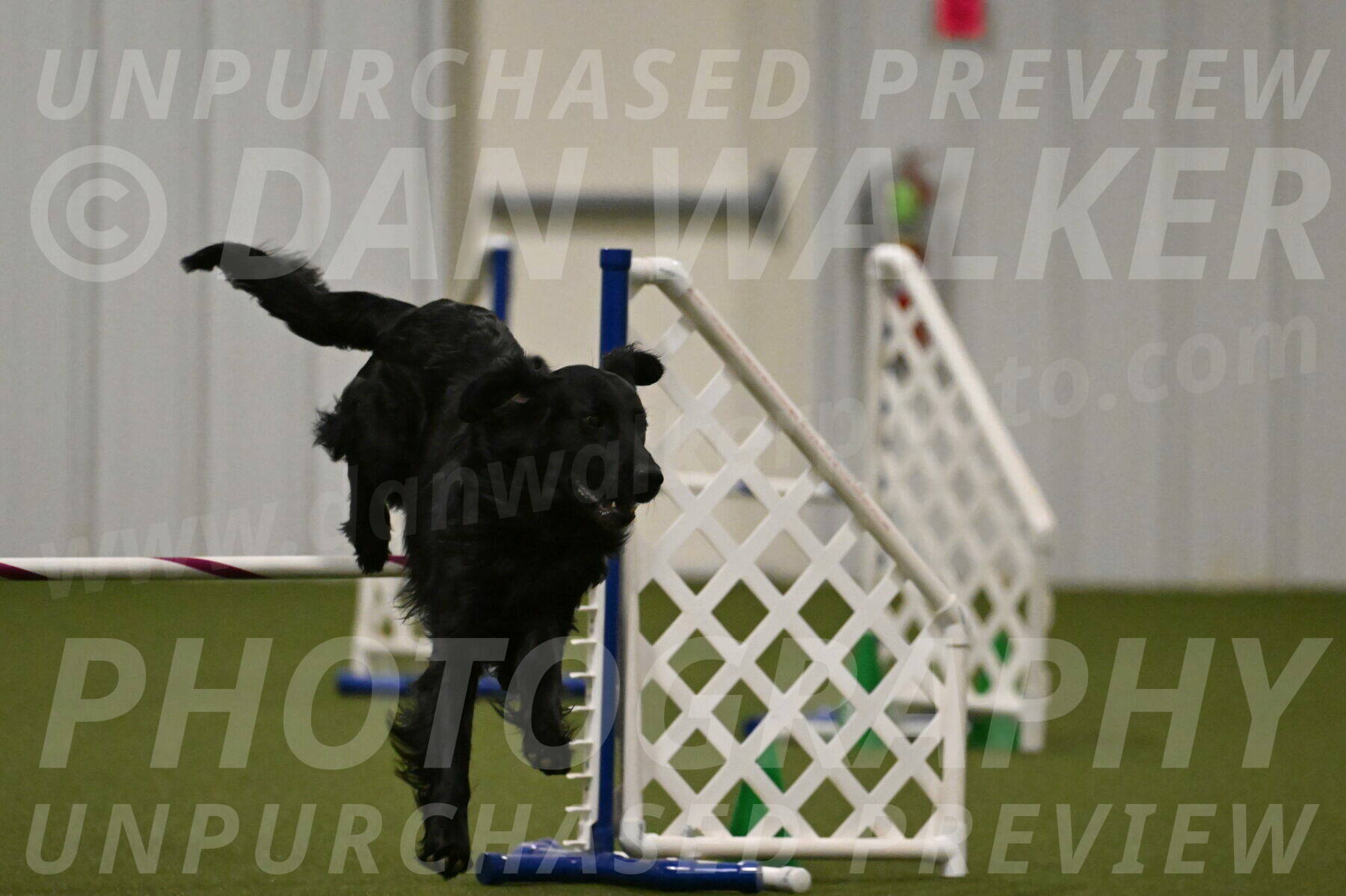 Kevin-Toni-Fern-10238