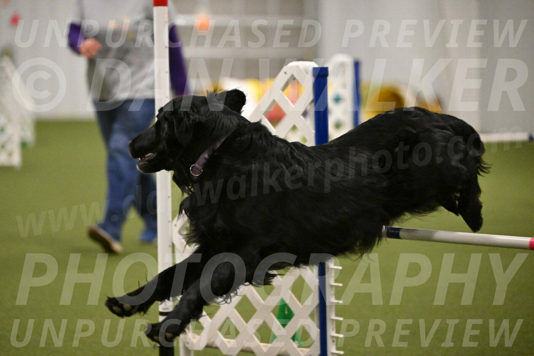 Kevin-Toni-Fern-10243