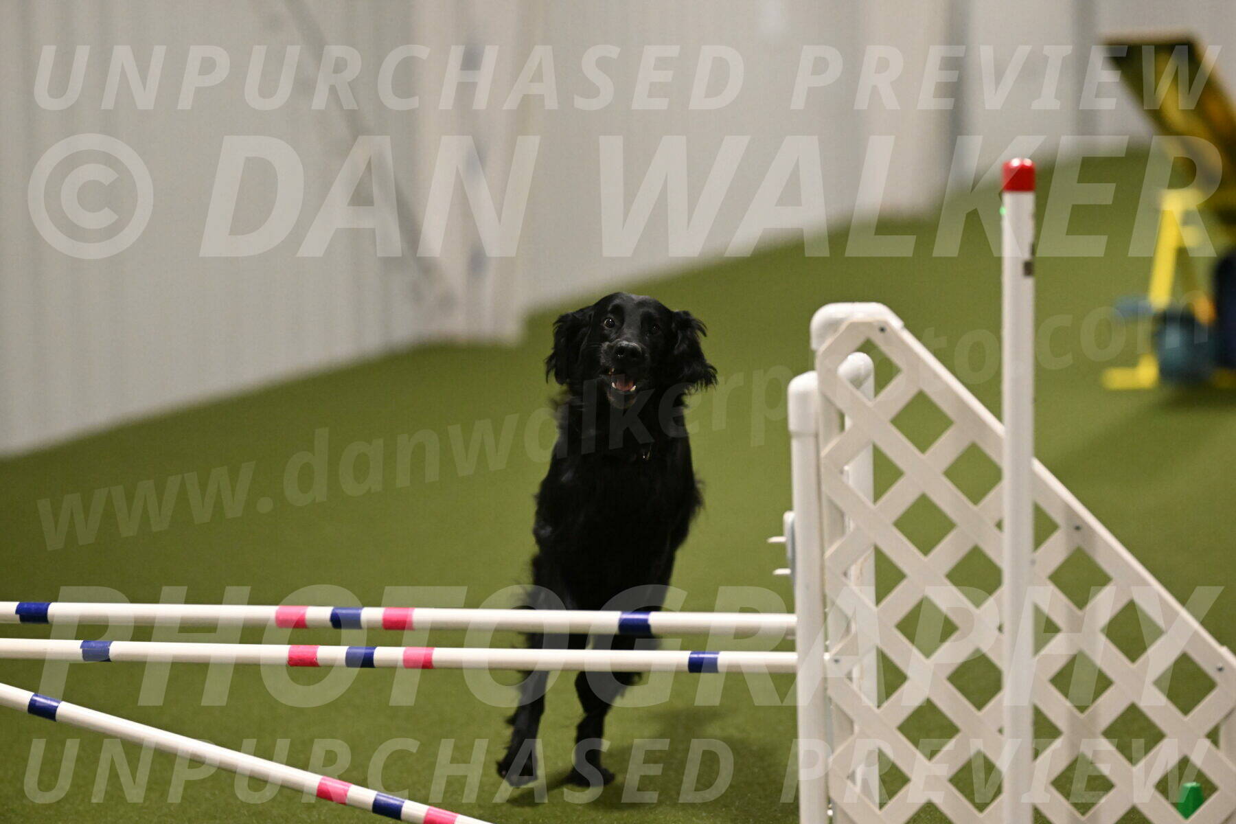 Kevin-Toni-Fern-10249