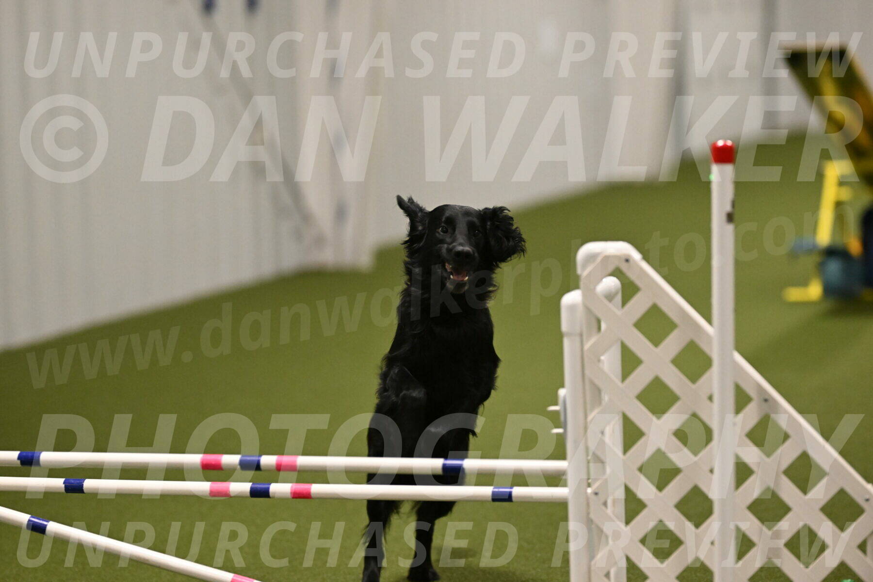 Kevin-Toni-Fern-10250