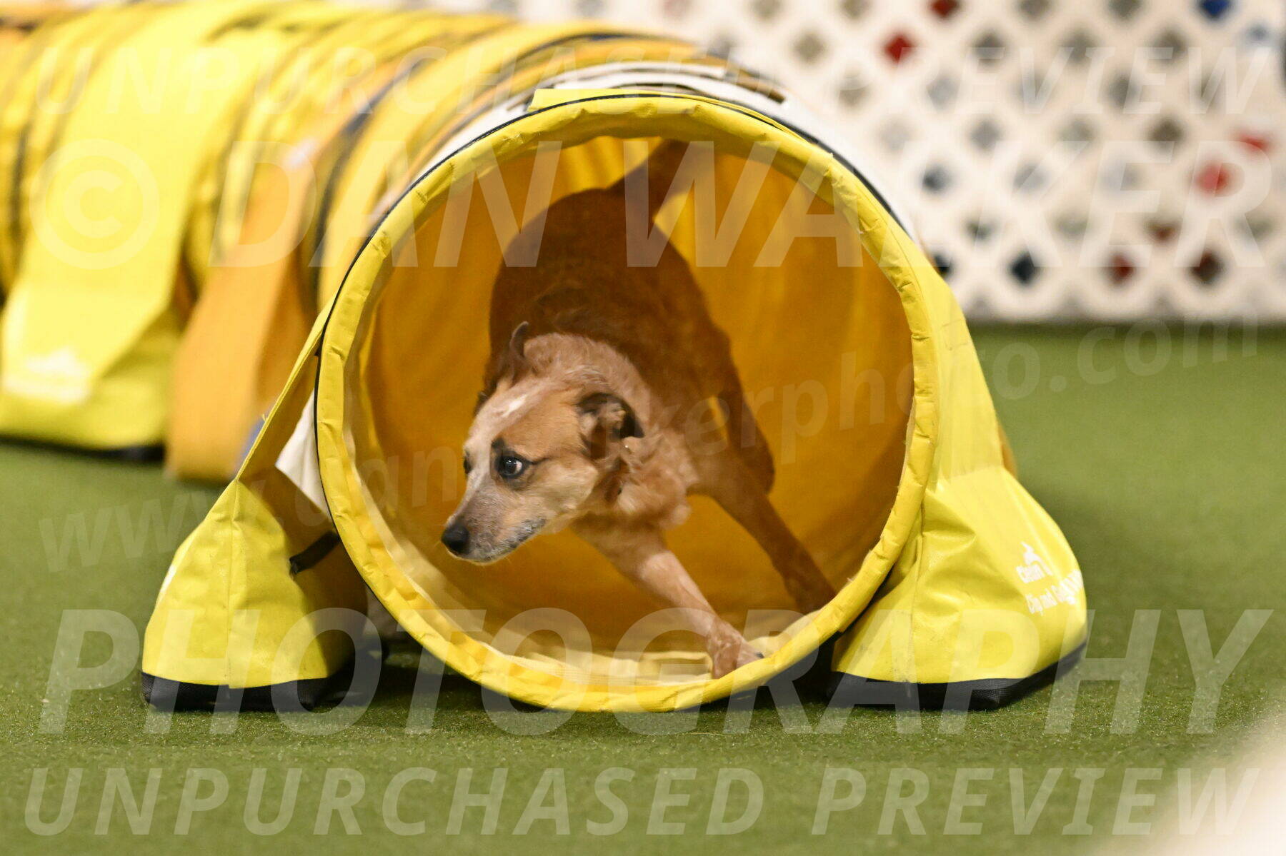 Kimber-Deanna-Rath-01599