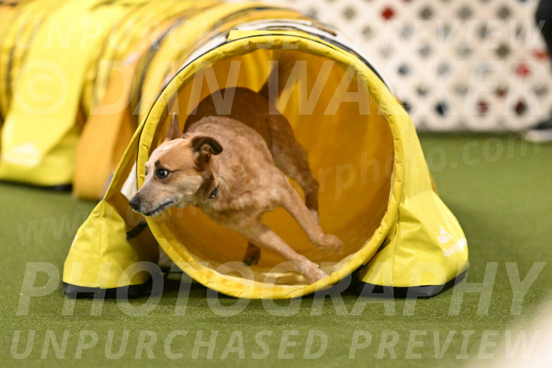 Kimber-Deanna-Rath-01600