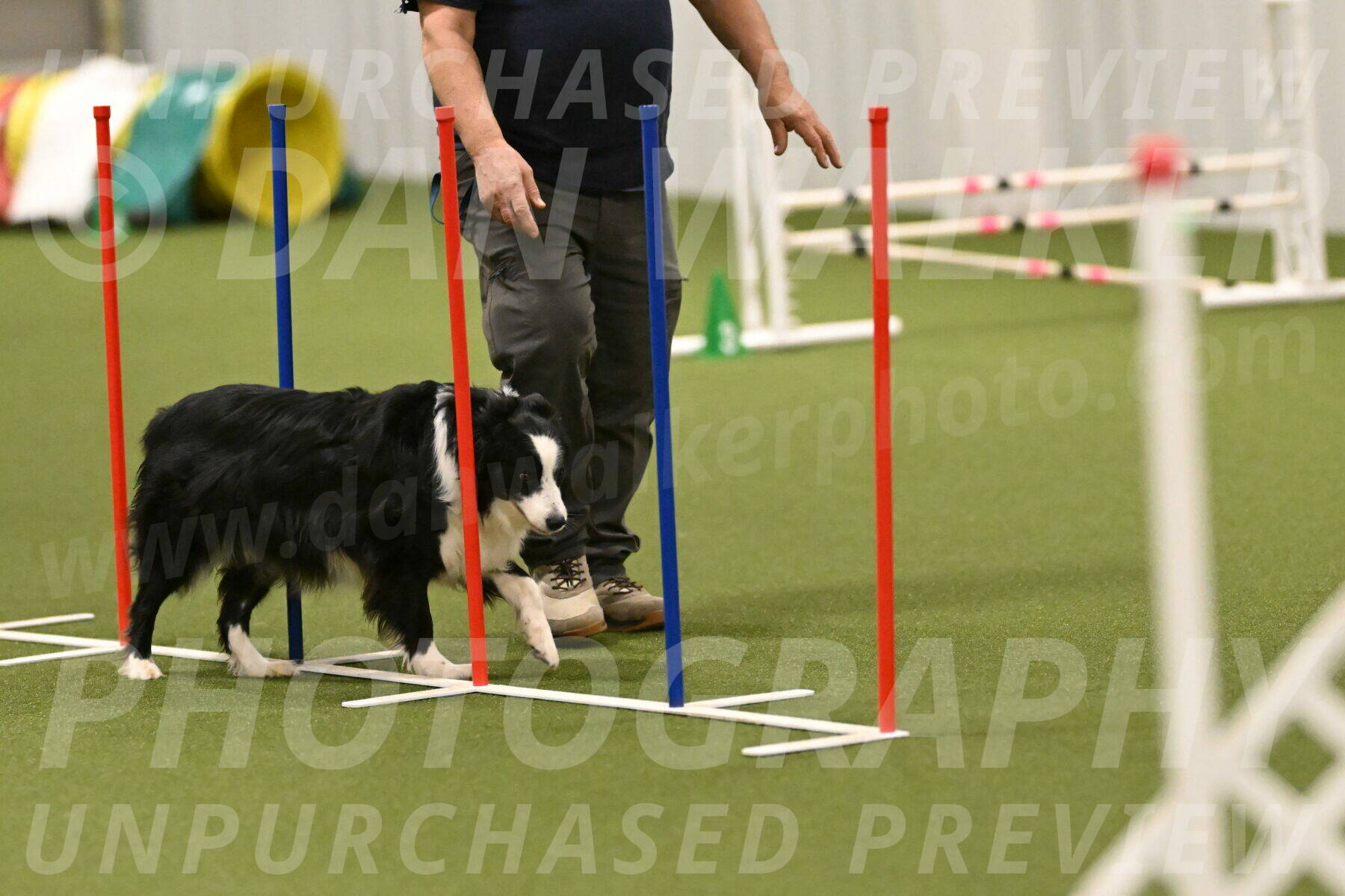 Lupo-Dominic-LoGalbo-06741