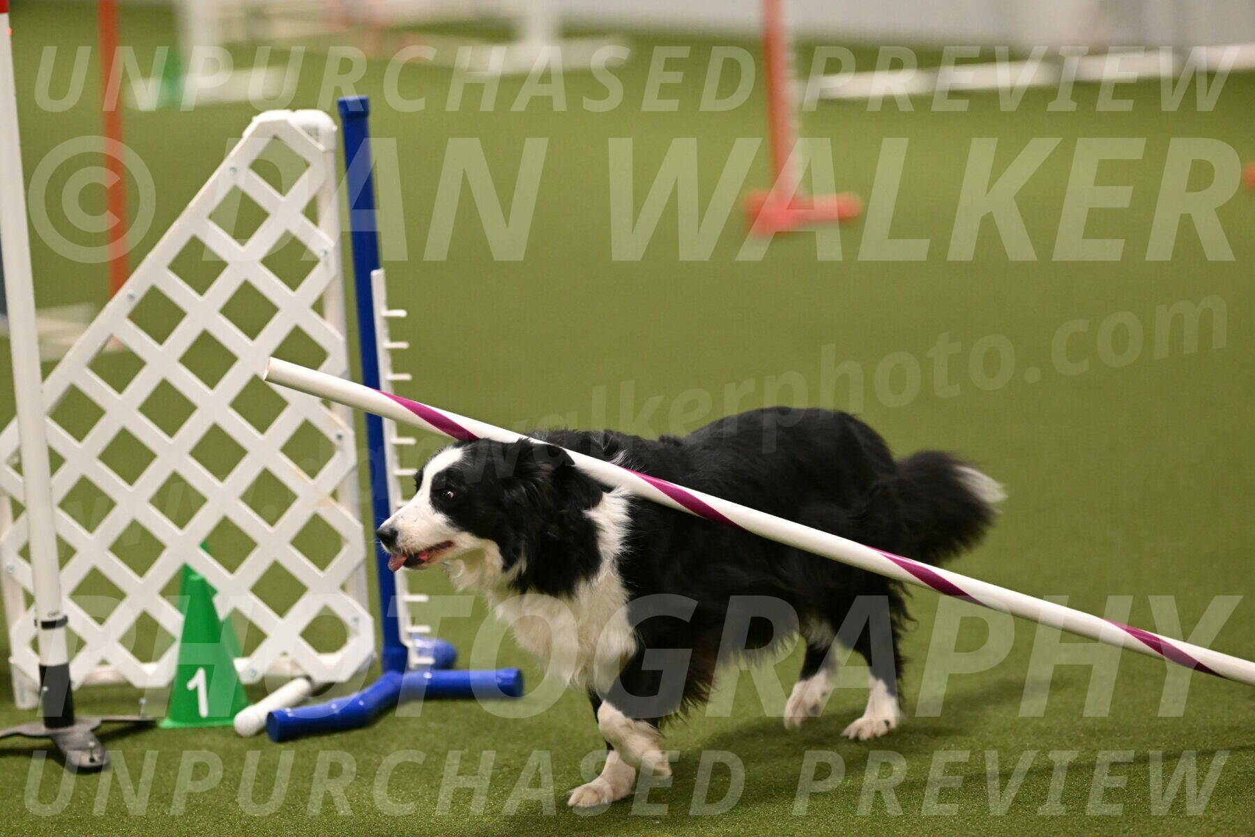 Lupo-Dominic-LoGalbo-06743