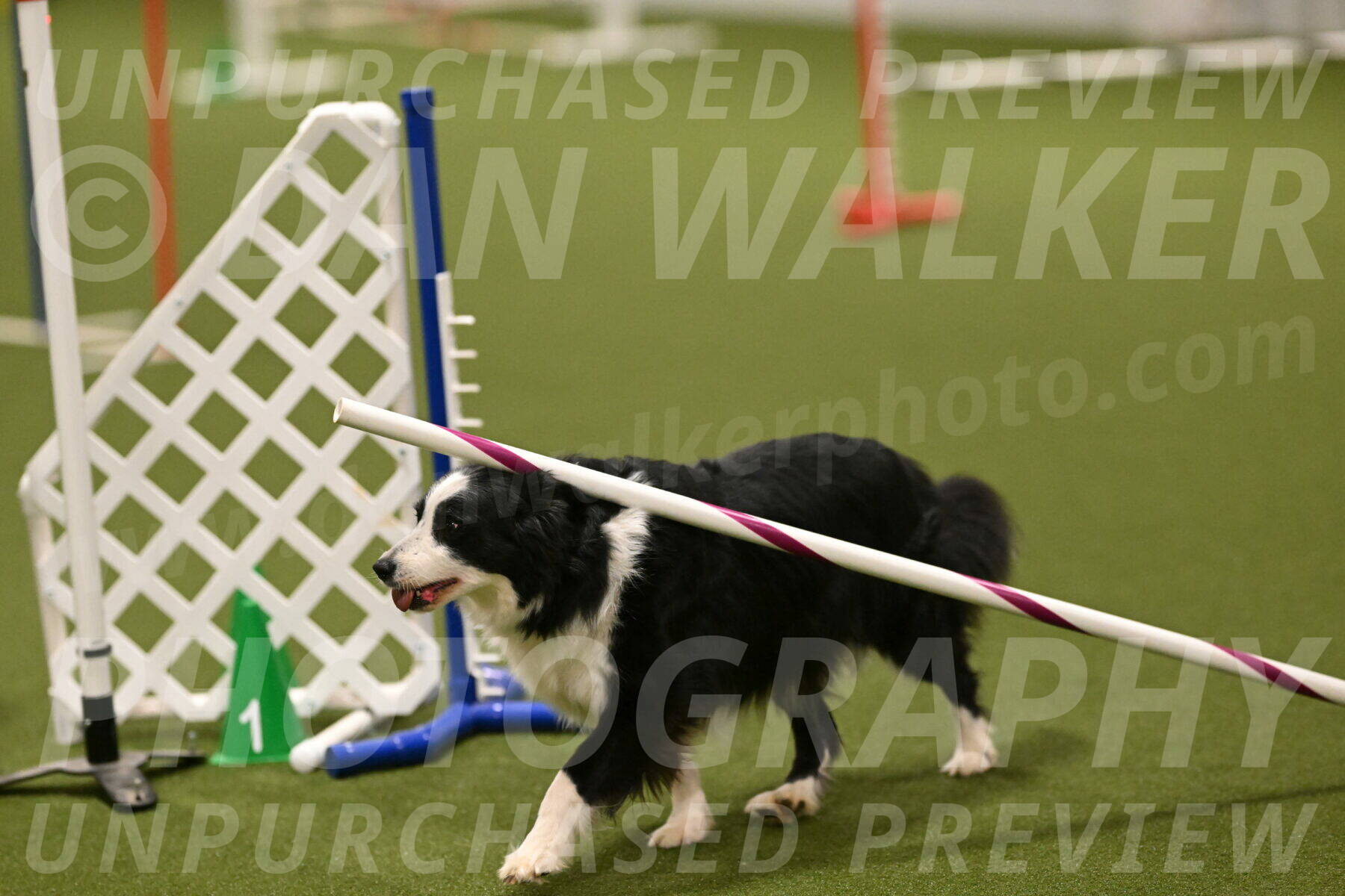Lupo-Dominic-LoGalbo-06744