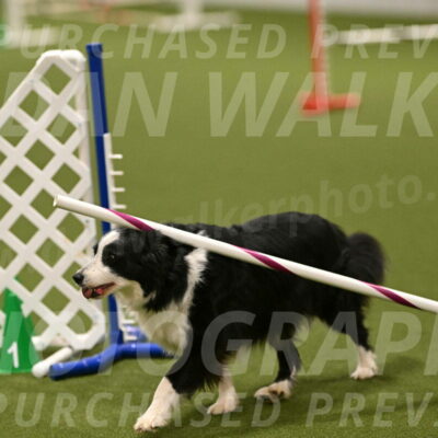 Lupo-Dominic-LoGalbo-06744