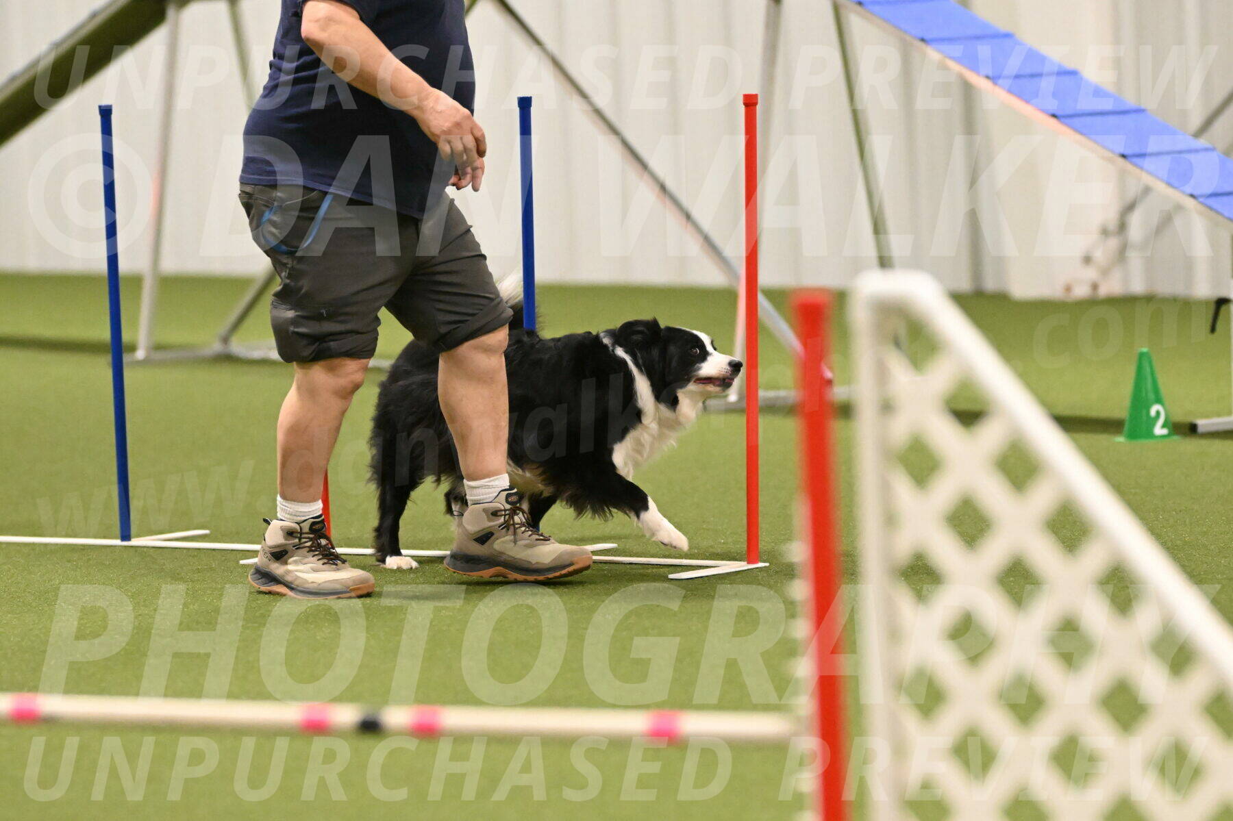 Lupo-Dominic-LoGalbo-06750