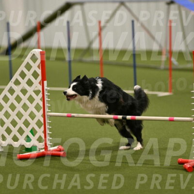 Lupo-Dominic-LoGalbo-06751
