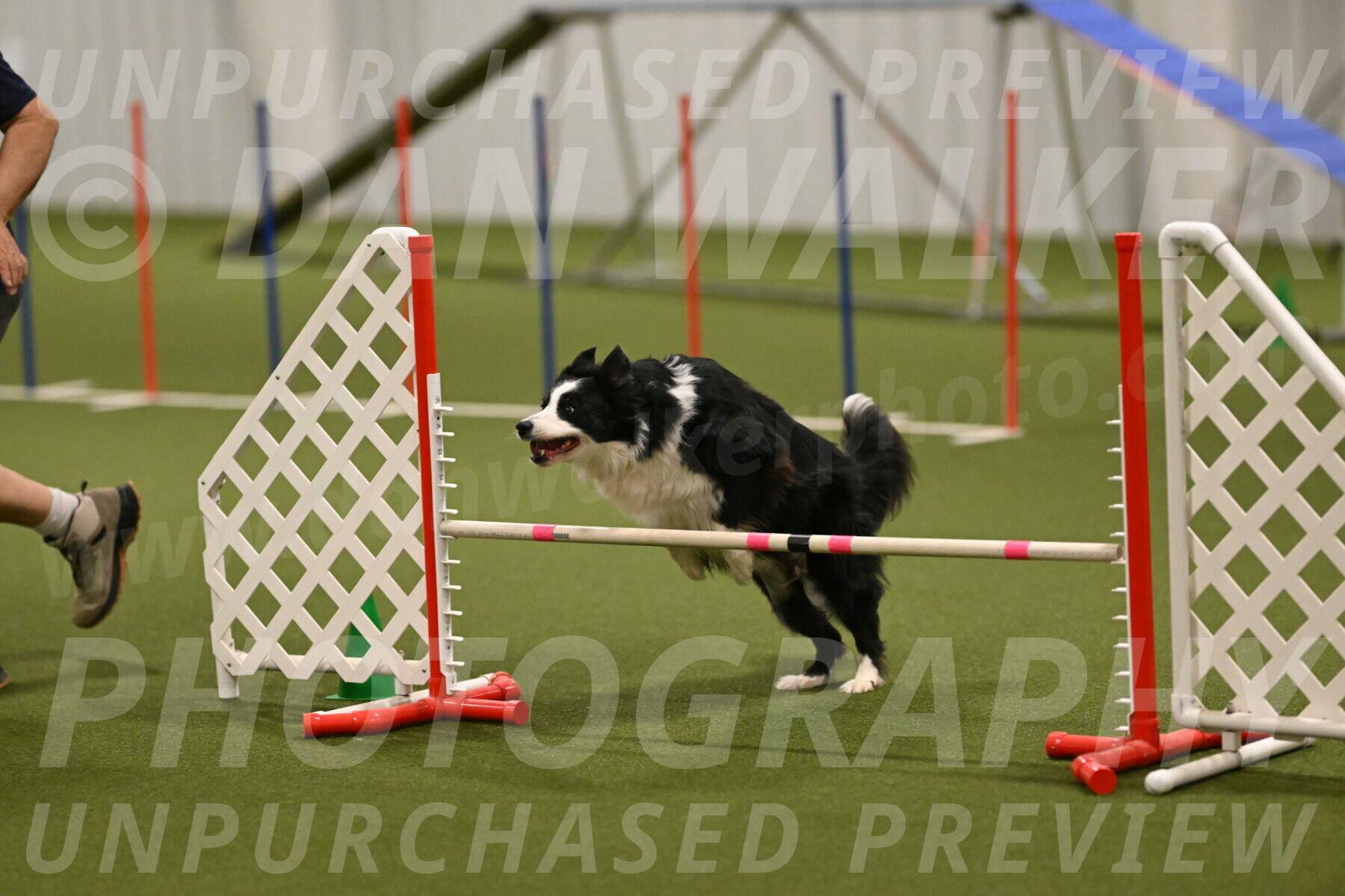 Lupo-Dominic-LoGalbo-06751