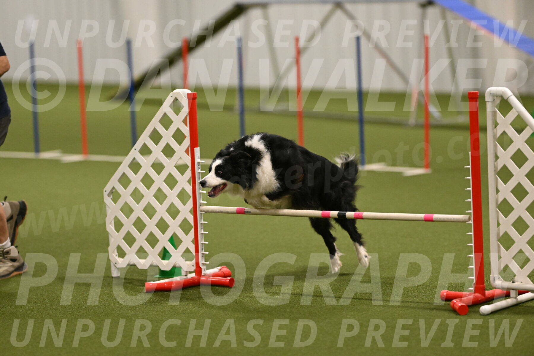 Lupo-Dominic-LoGalbo-06752