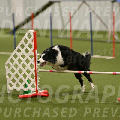 Lupo-Dominic-LoGalbo-06752