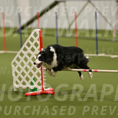 Lupo-Dominic-LoGalbo-06753