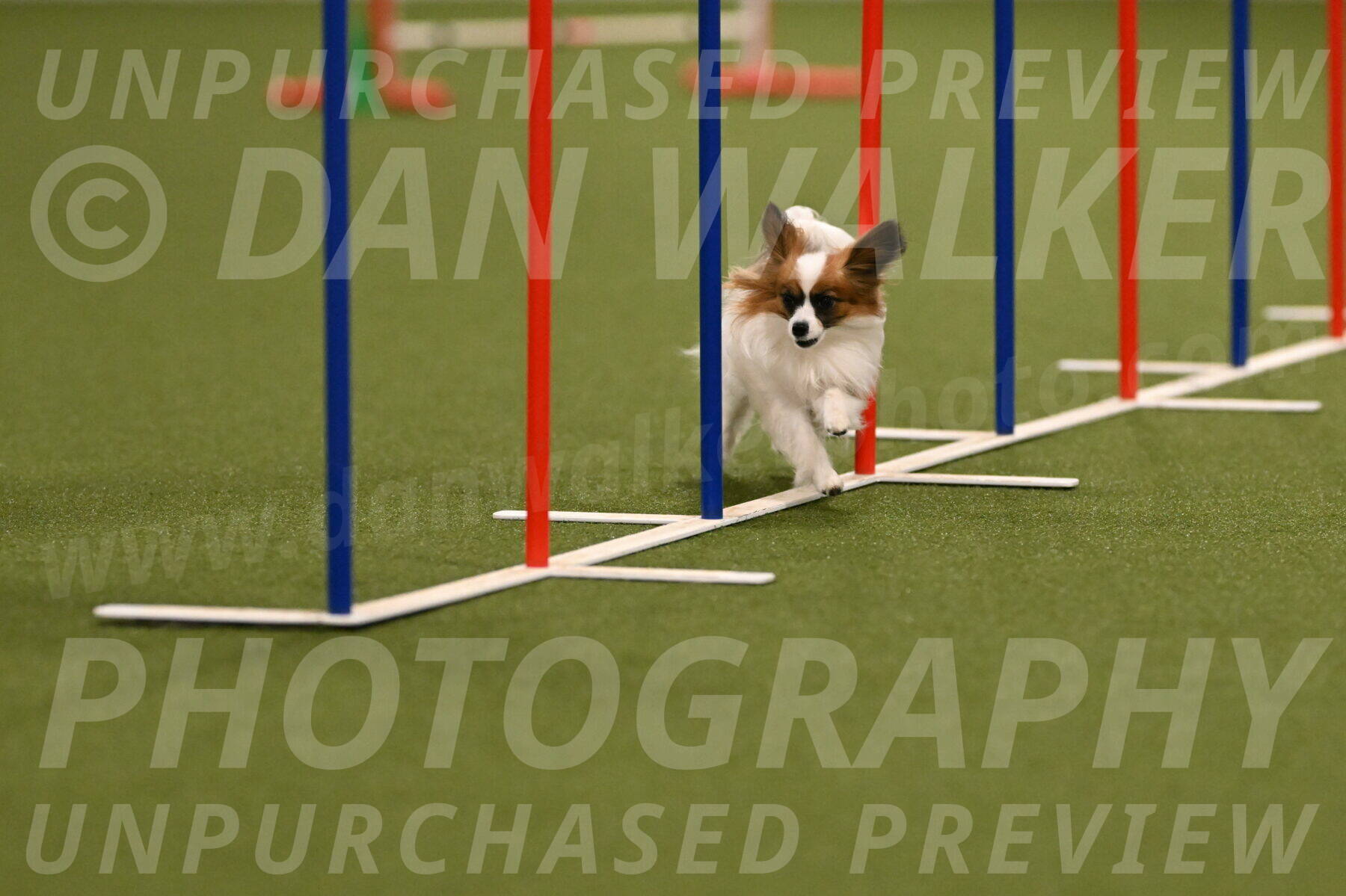 Mazie-Melinda-Sanford-05831