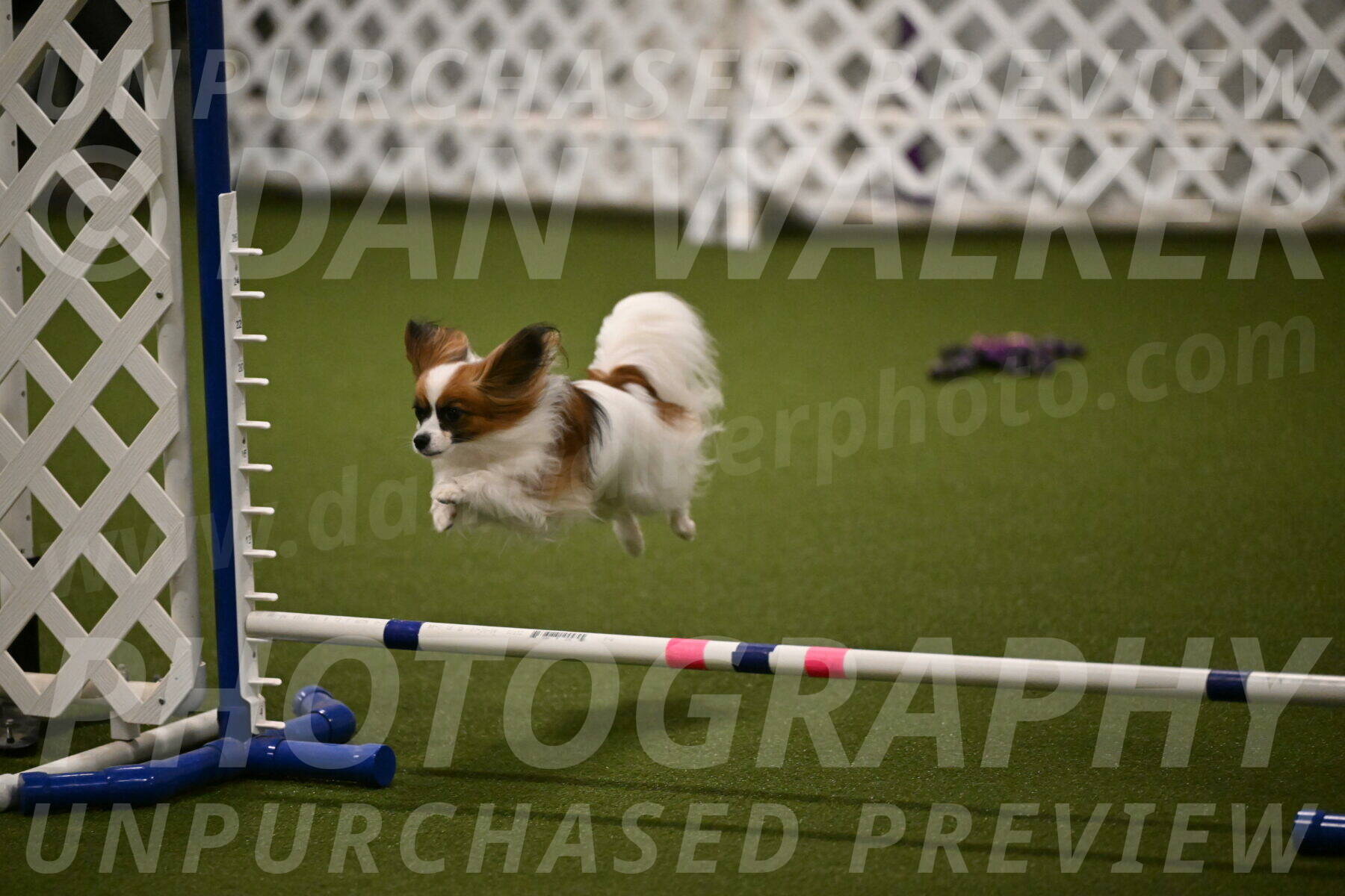 Mazie-Melinda-Sanford-05877