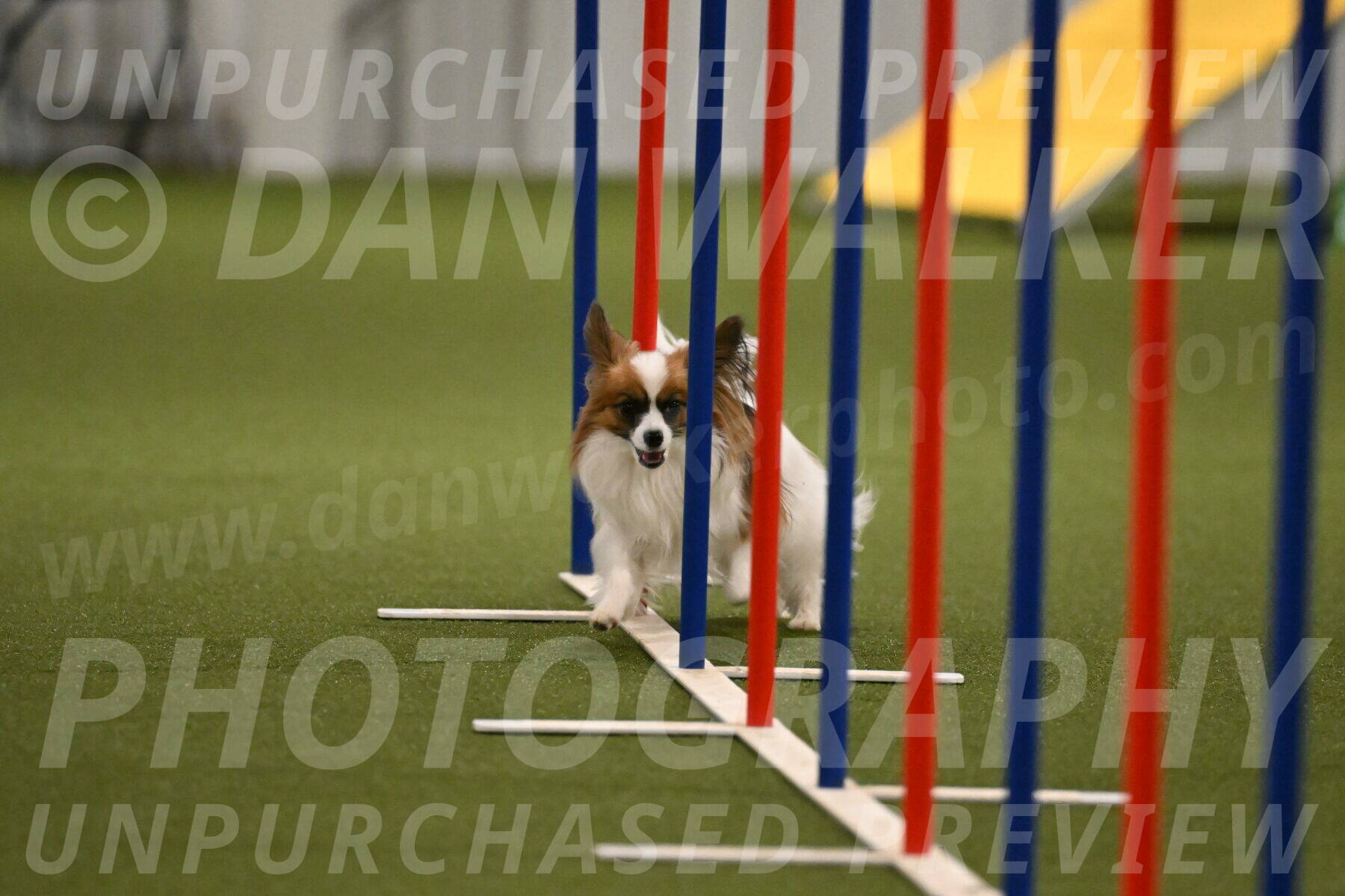Mazie-Melinda-Sanford-05916