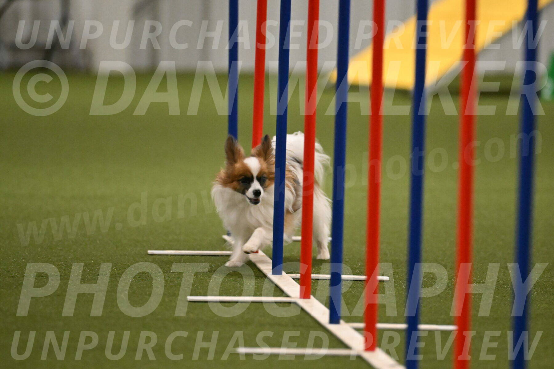 Mazie-Melinda-Sanford-05917