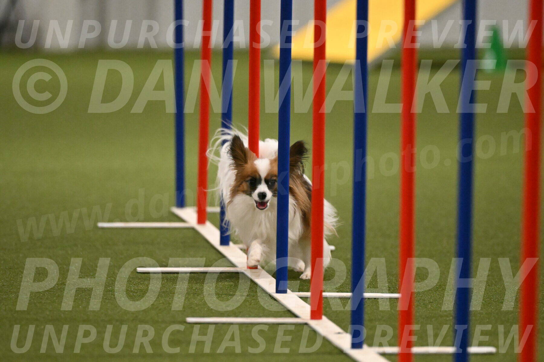 Mazie-Melinda-Sanford-05920
