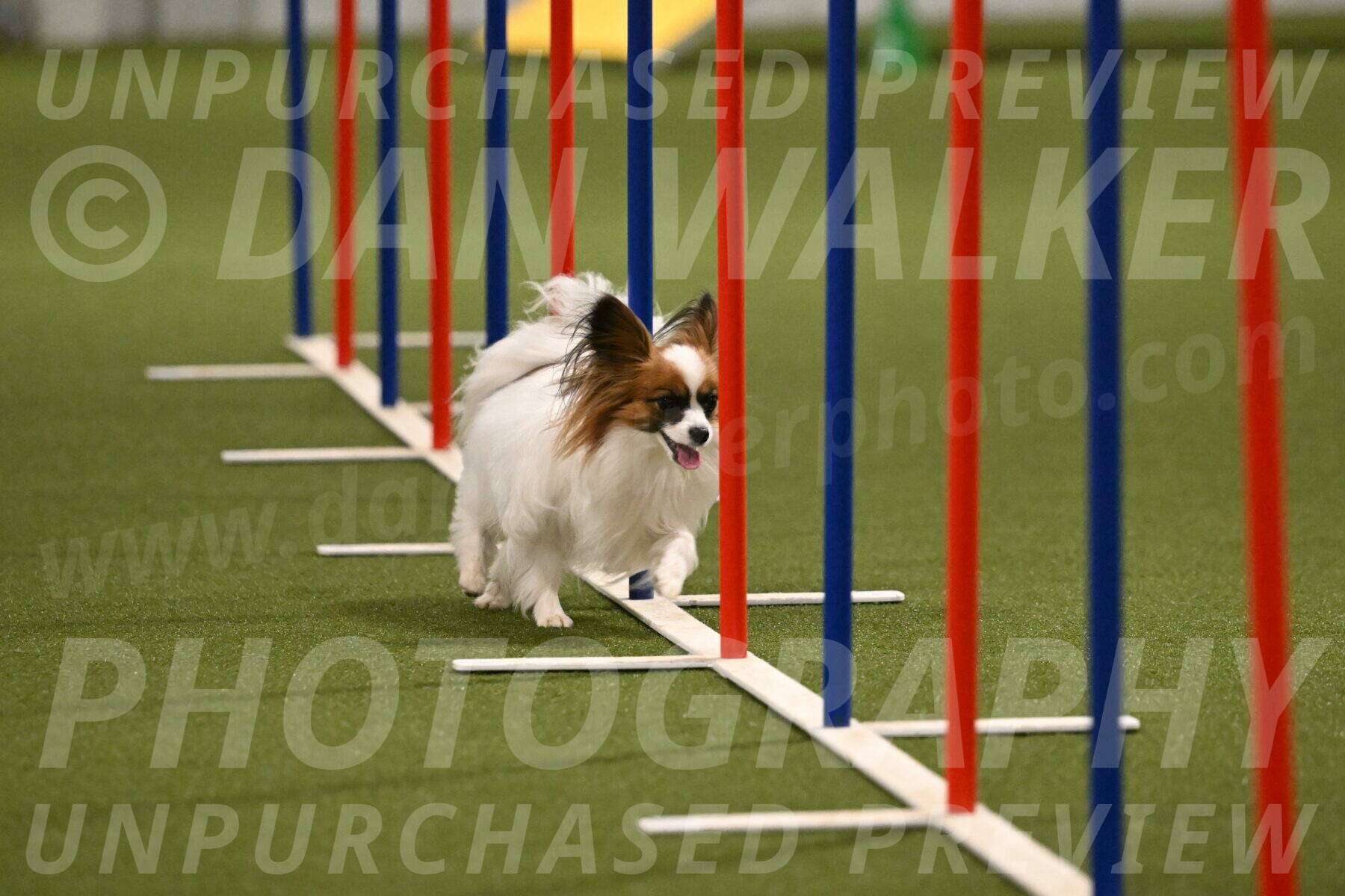 Mazie-Melinda-Sanford-05926