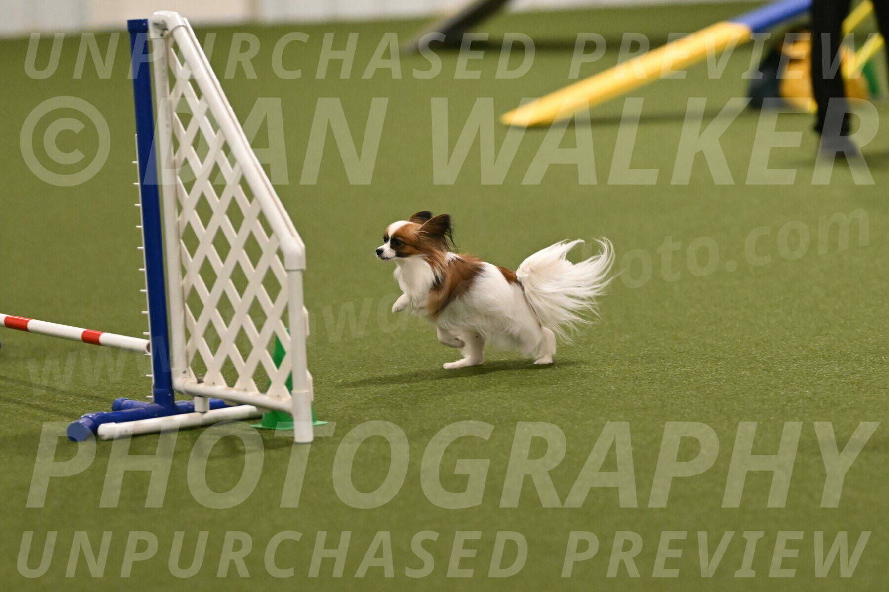 Mazie-Melinda-Sanford-05941