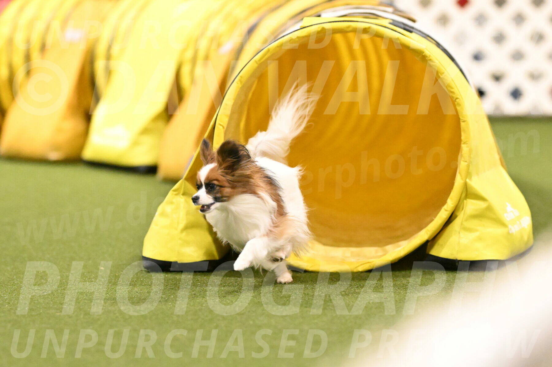 Mazie-Melinda-Sanford-05945
