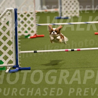 Otter-Lisa-Lombard-06119