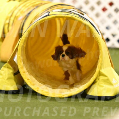 Otter-Lisa-Lombard-06177