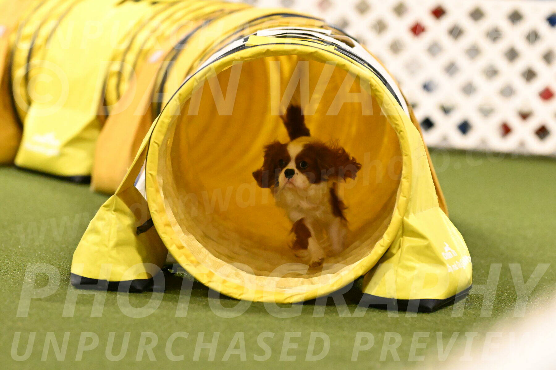 Otter-Lisa-Lombard-06177