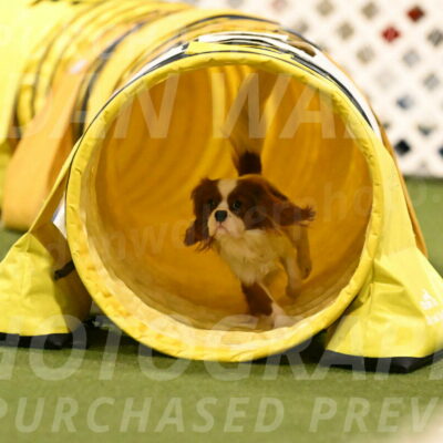 Otter-Lisa-Lombard-06178