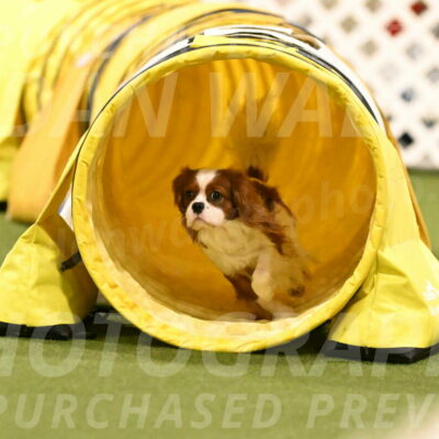 Otter-Lisa-Lombard-06179