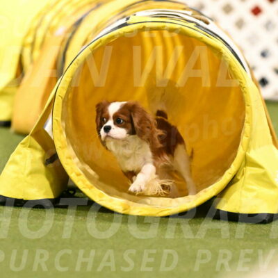 Otter-Lisa-Lombard-06180