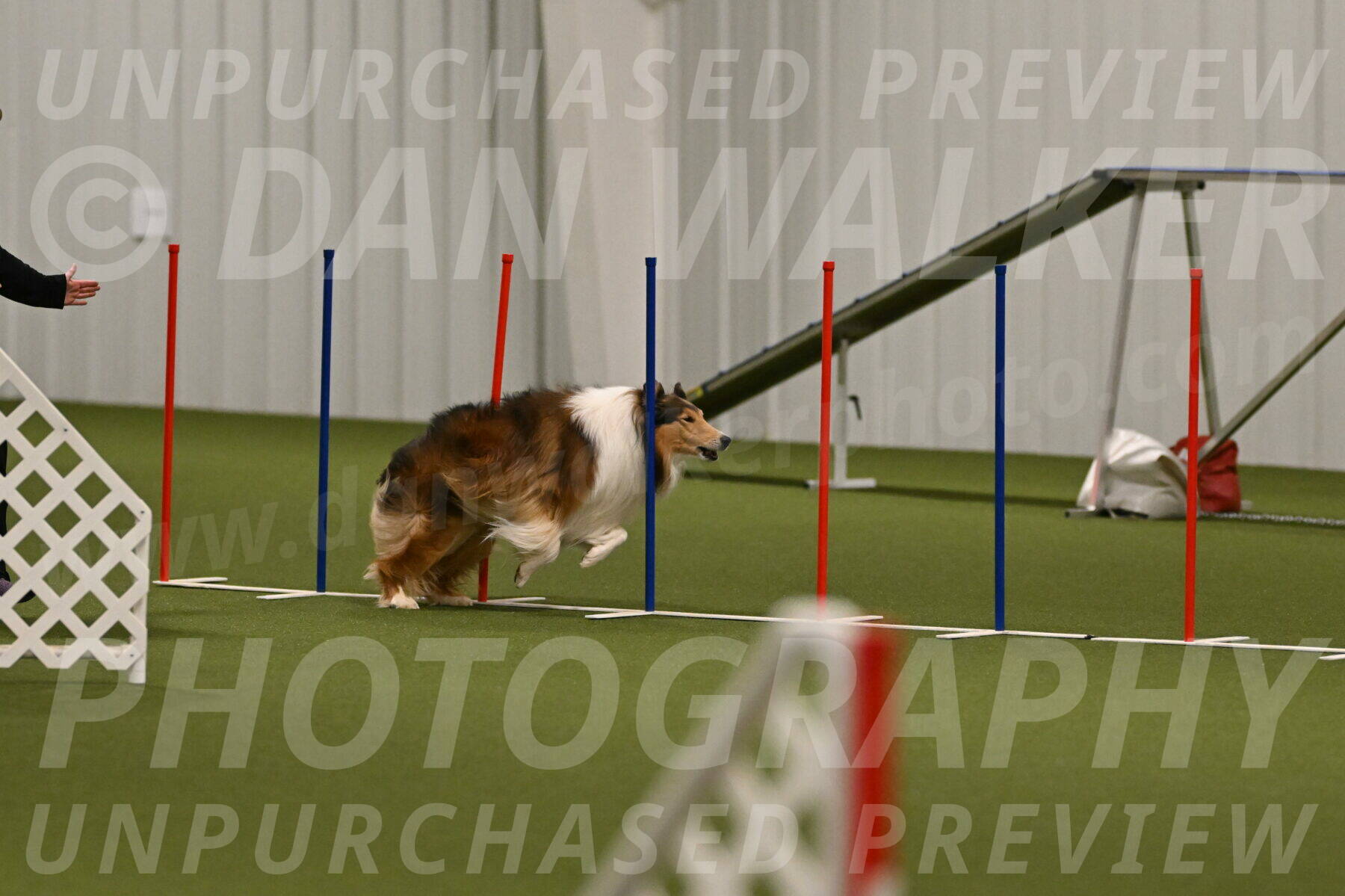 Punch-Carolynne-Rose-04398