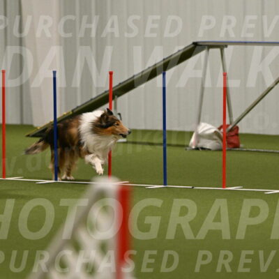 Punch-Carolynne-Rose-04400