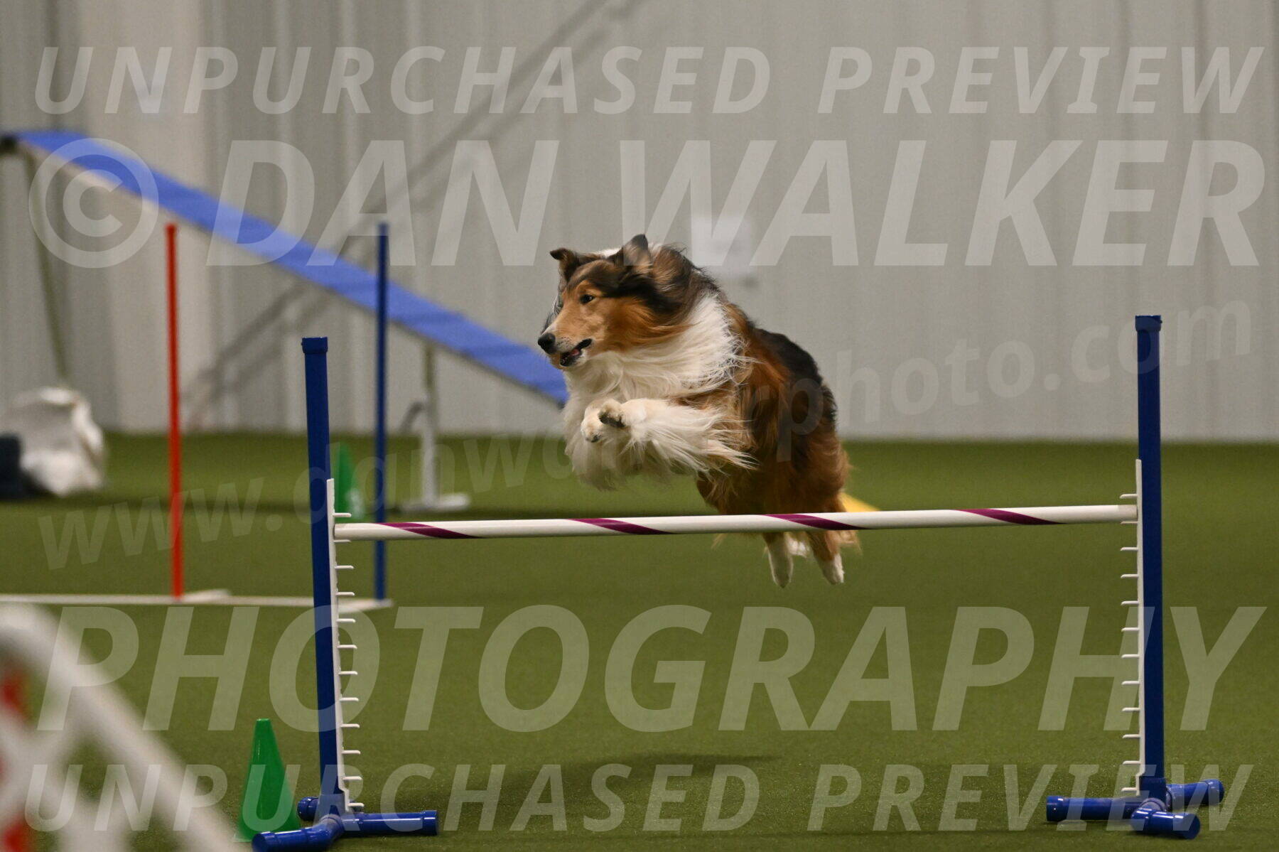 Punch-Carolynne-Rose-04407