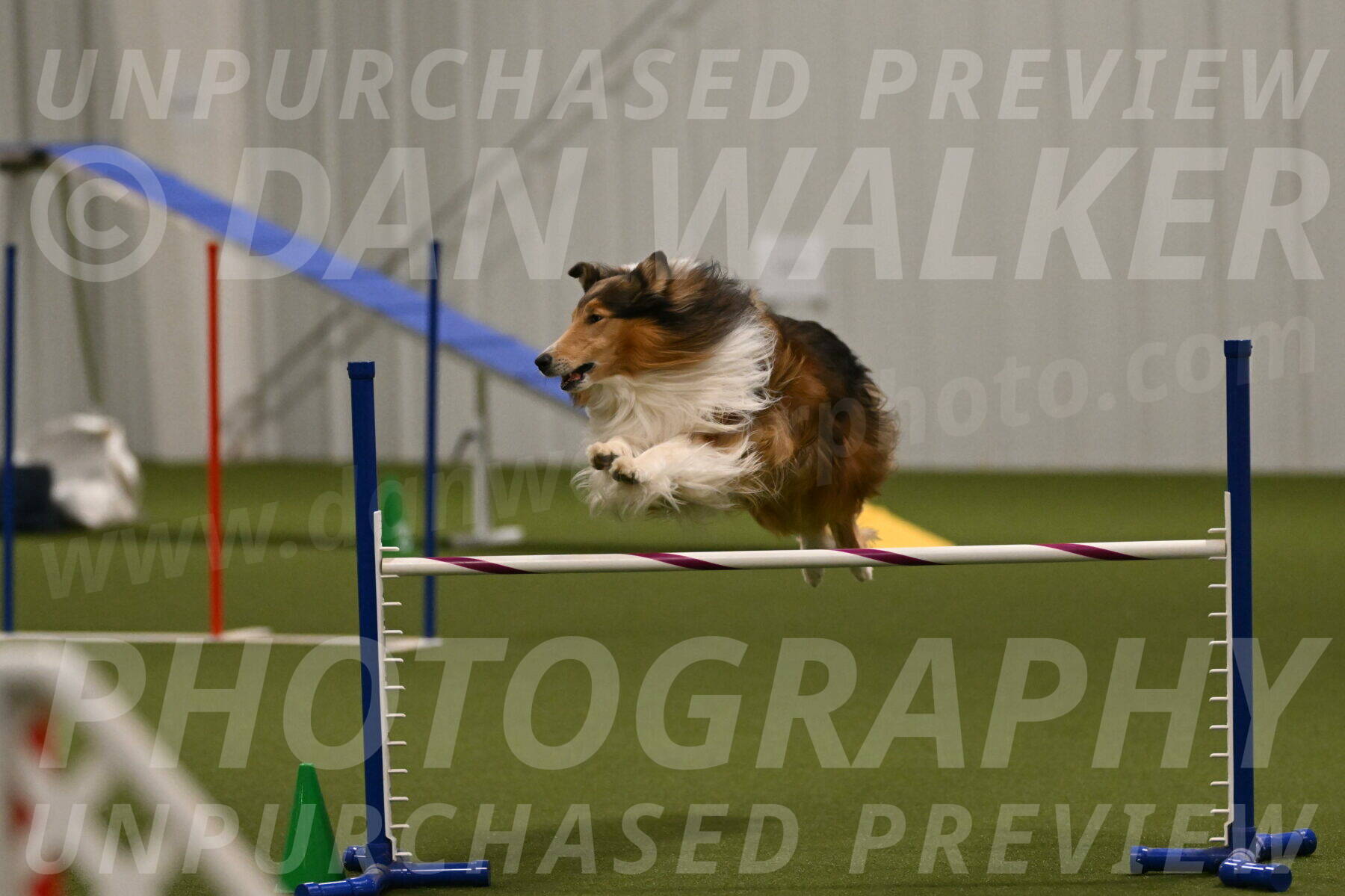 Punch-Carolynne-Rose-04408