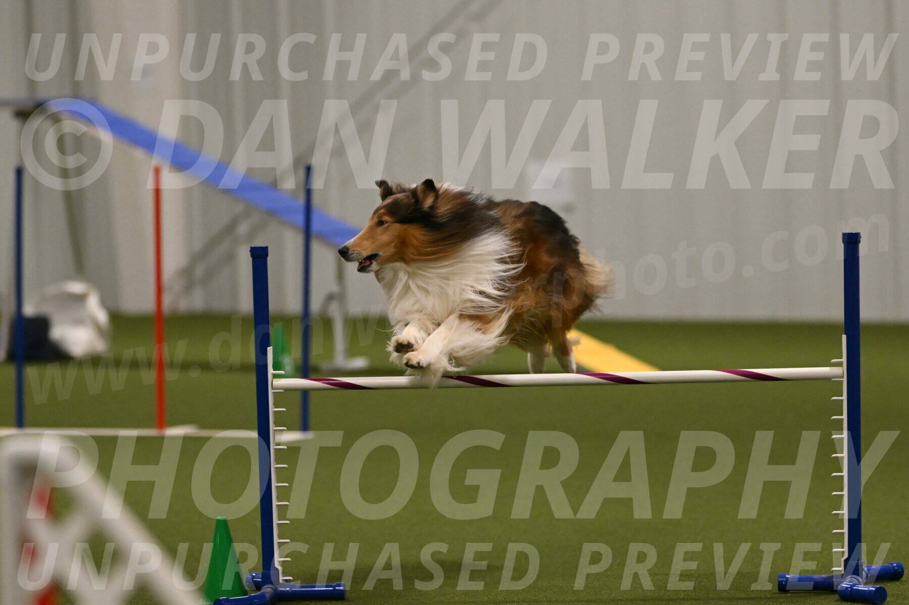 Punch-Carolynne-Rose-04409