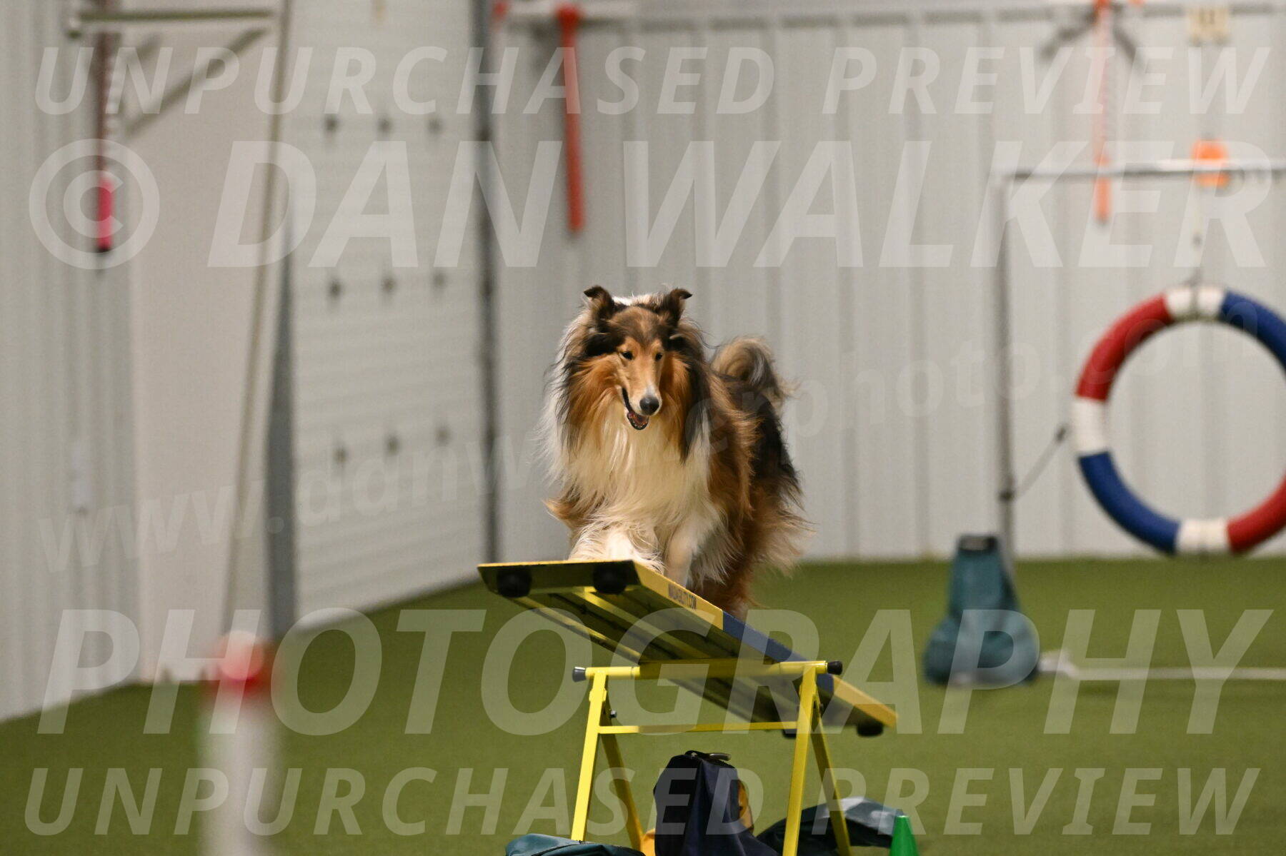 Punch-Carolynne-Rose-04414