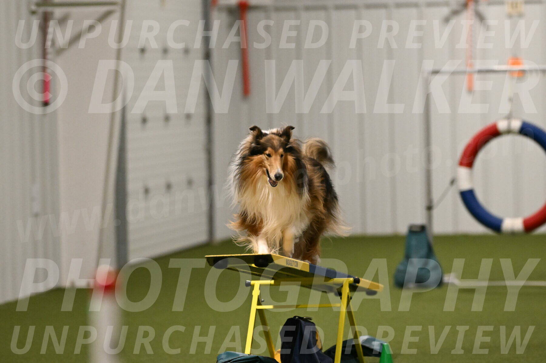 Punch-Carolynne-Rose-04415