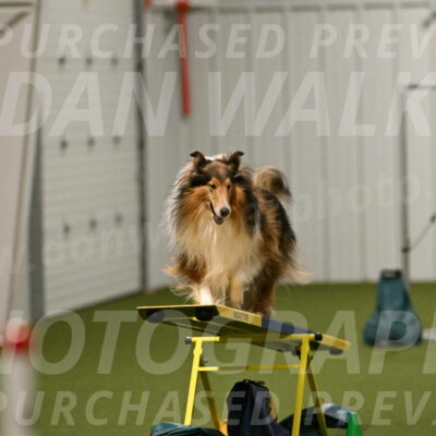 Punch-Carolynne-Rose-04415