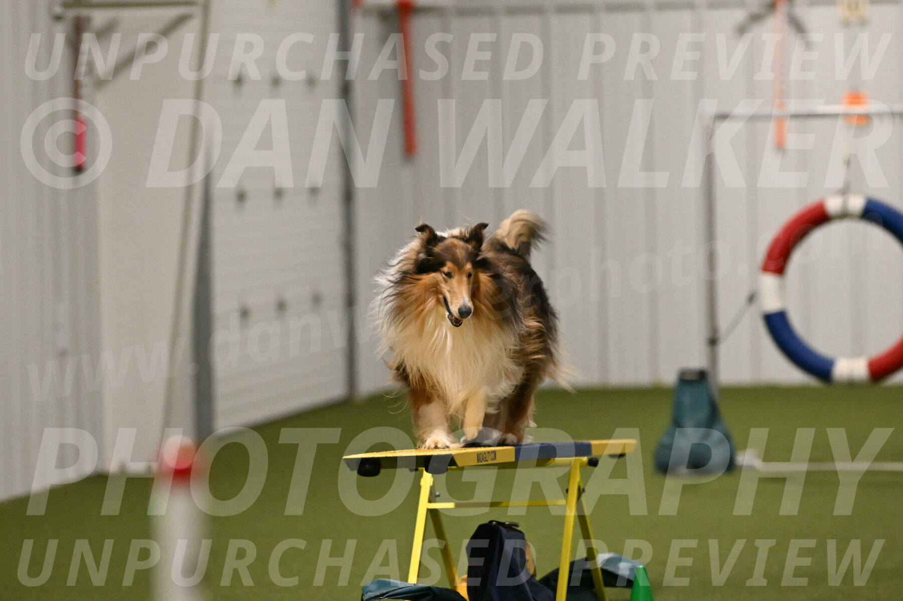 Punch-Carolynne-Rose-04416