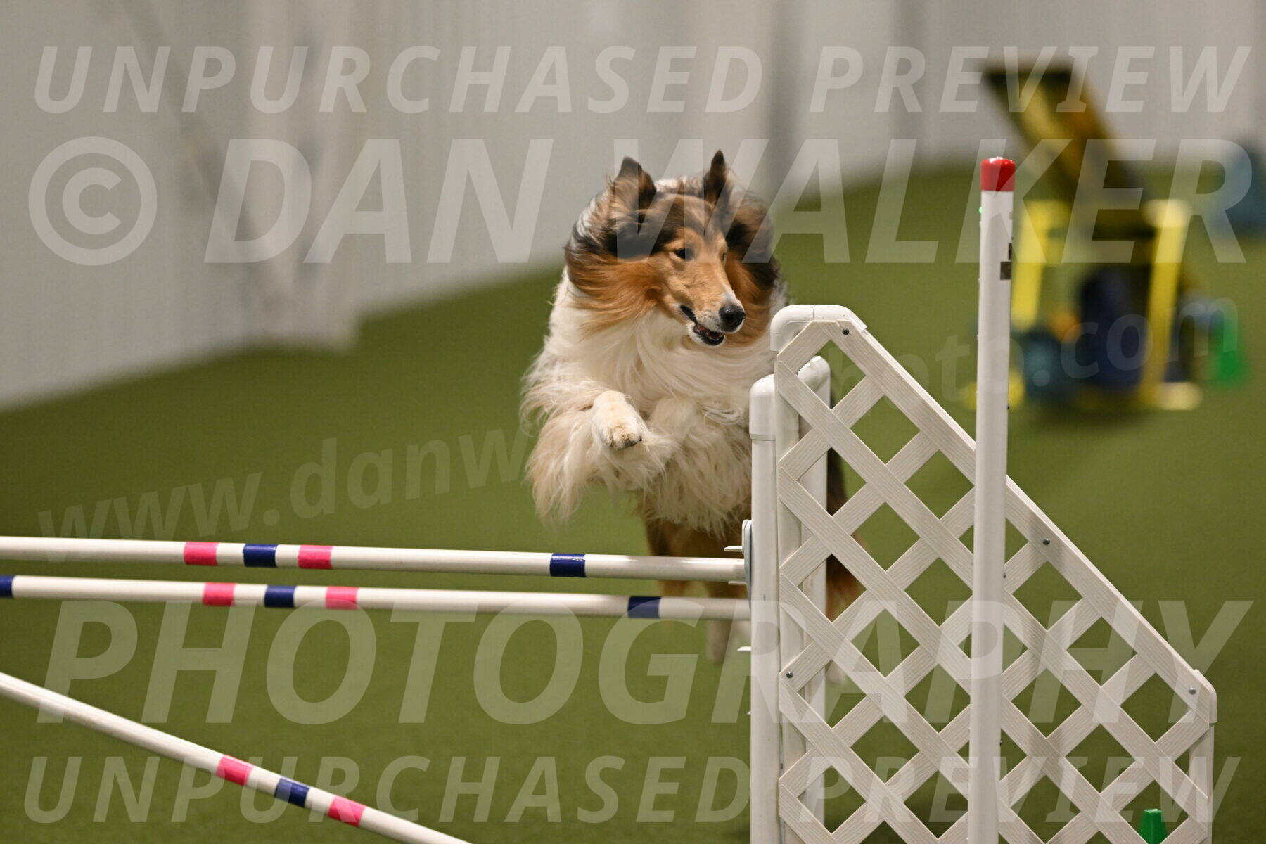 Punch-Carolynne-Rose-04417