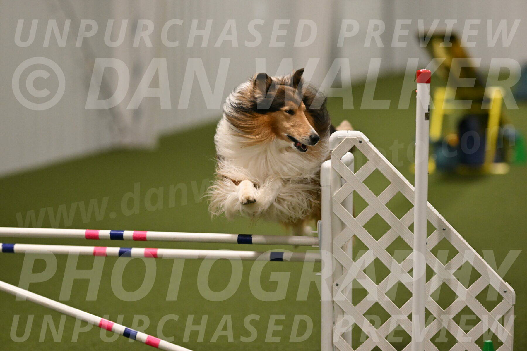 Punch-Carolynne-Rose-04418