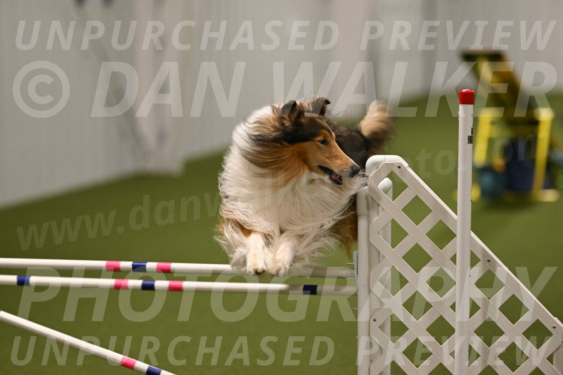 Punch-Carolynne-Rose-04419