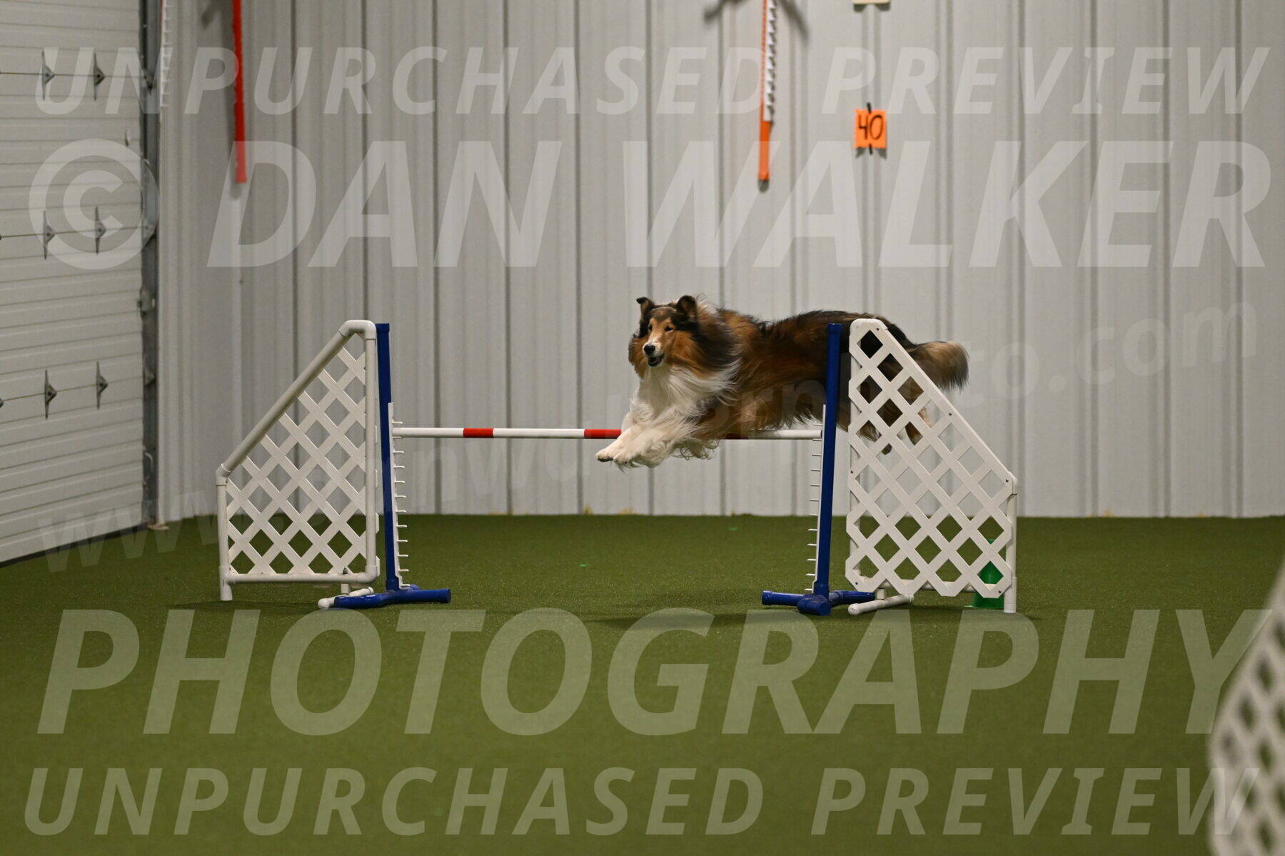 Punch-Carolynne-Rose-04421