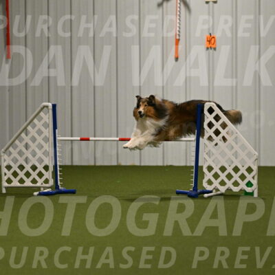 Punch-Carolynne-Rose-04421