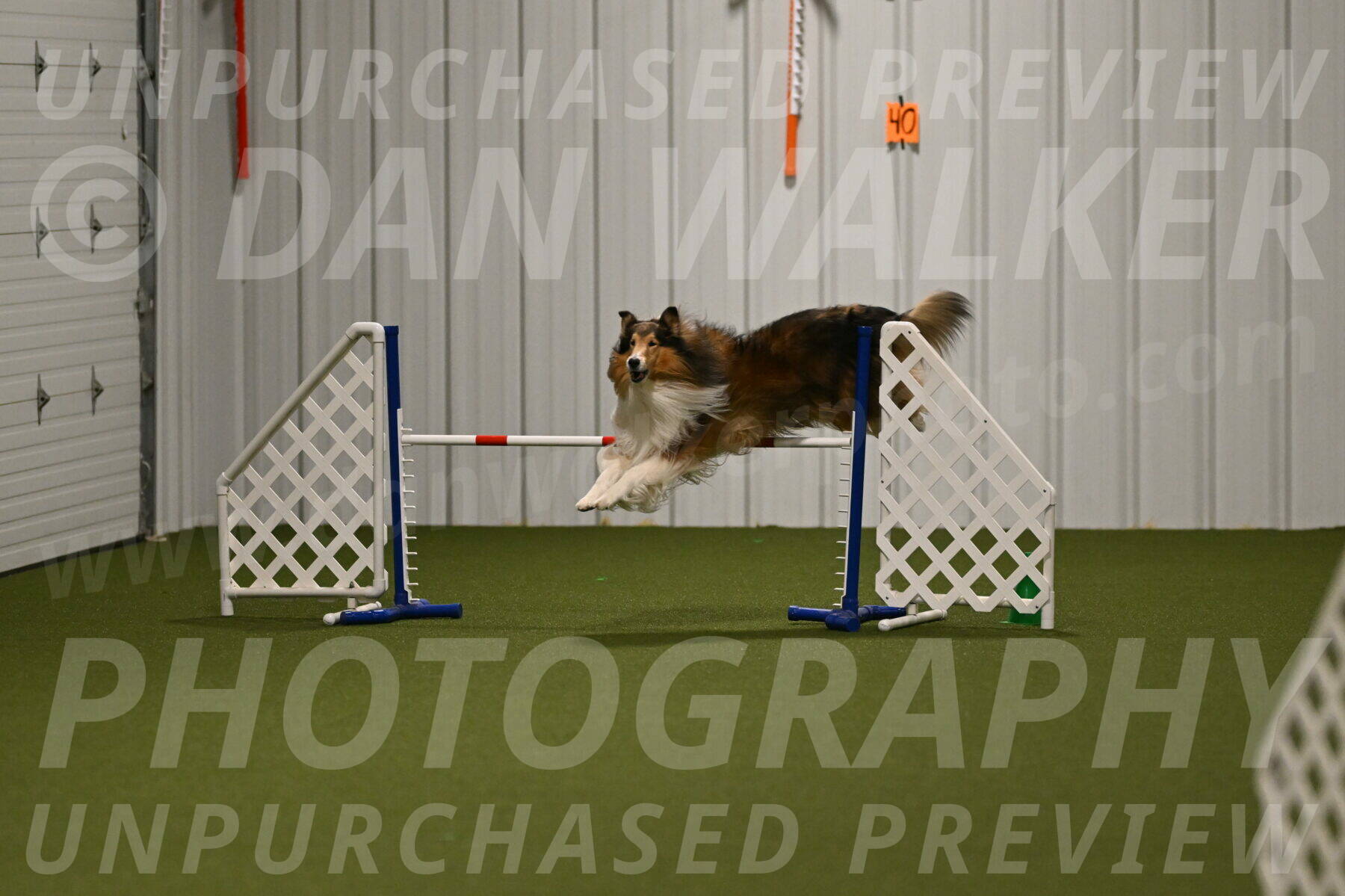 Punch-Carolynne-Rose-04422