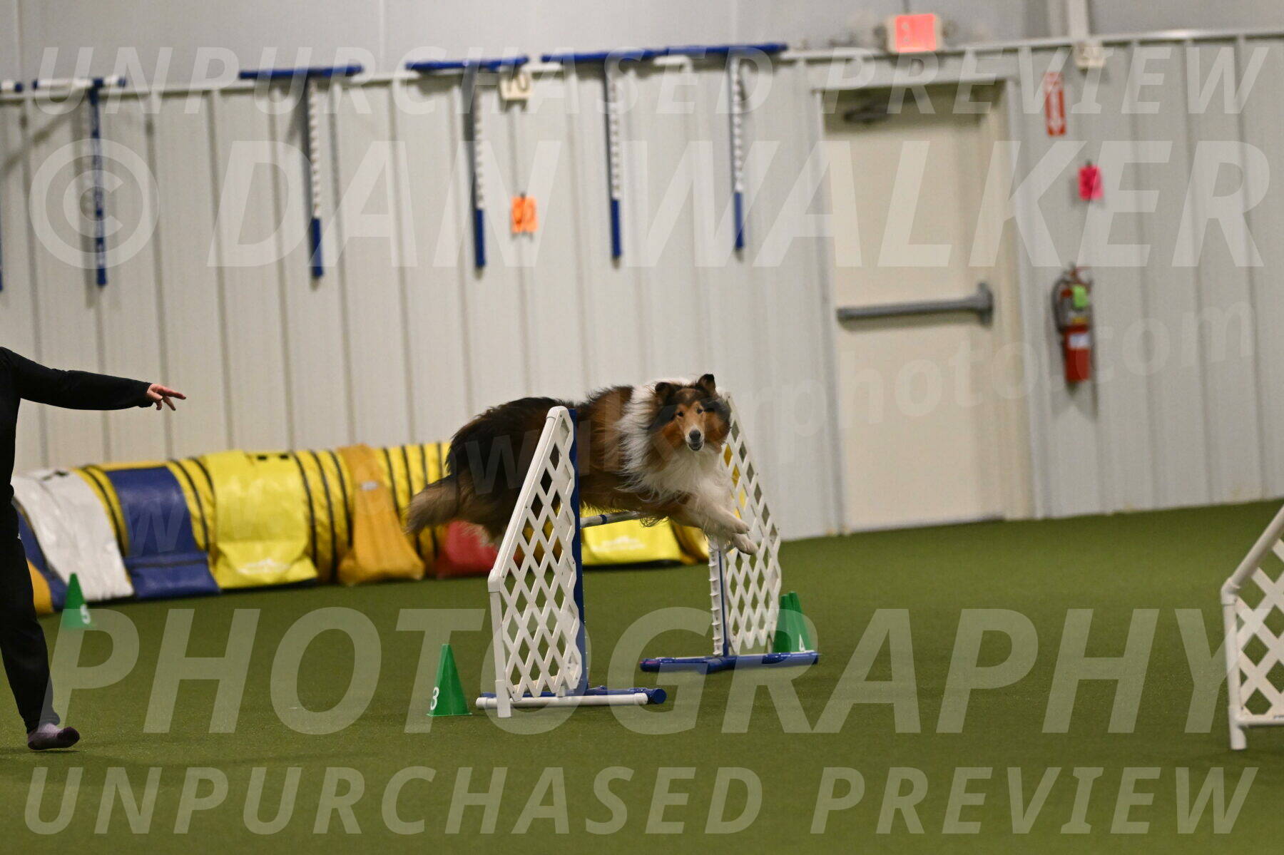 Punch-Carolynne-Rose-04424