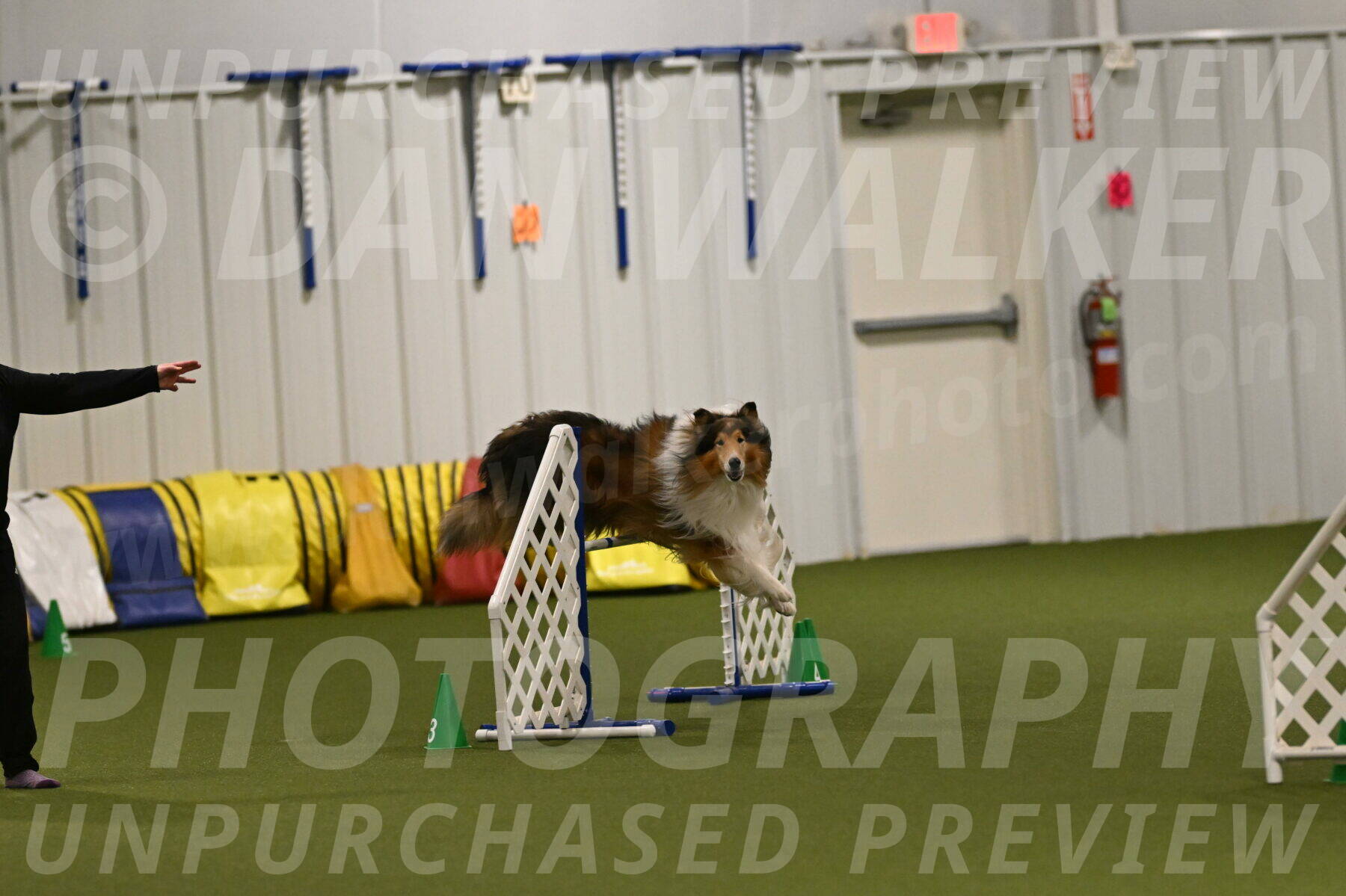 Punch-Carolynne-Rose-04425