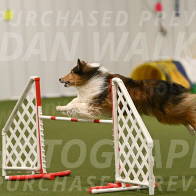 Punch-Carolynne-Rose-04426