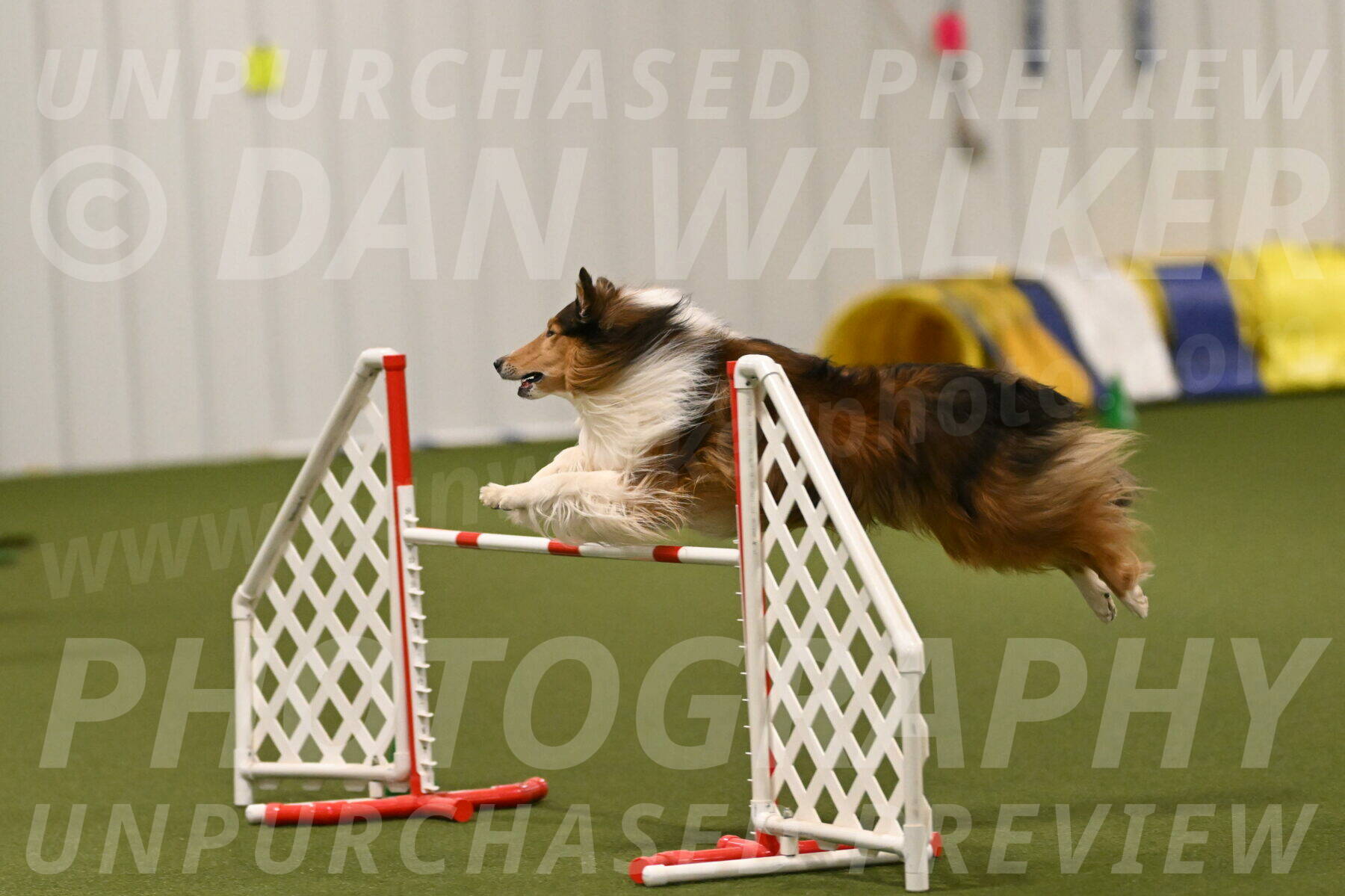 Punch-Carolynne-Rose-04426